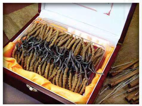 睢宁冬虫夏草回收